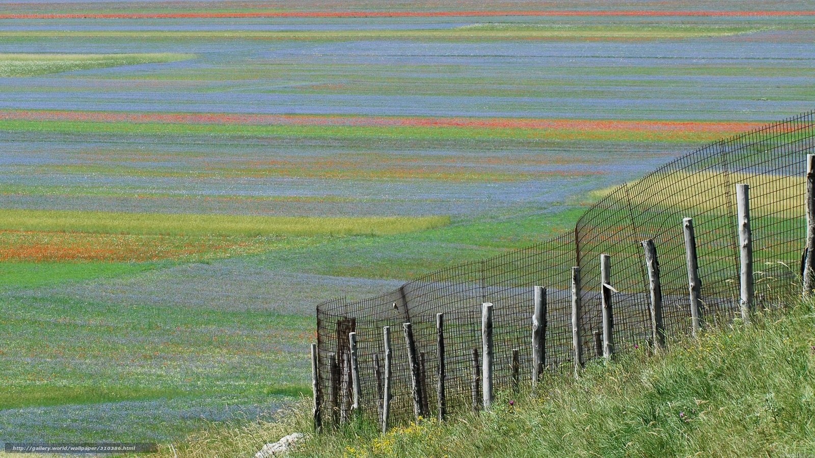 Colorful flower fields