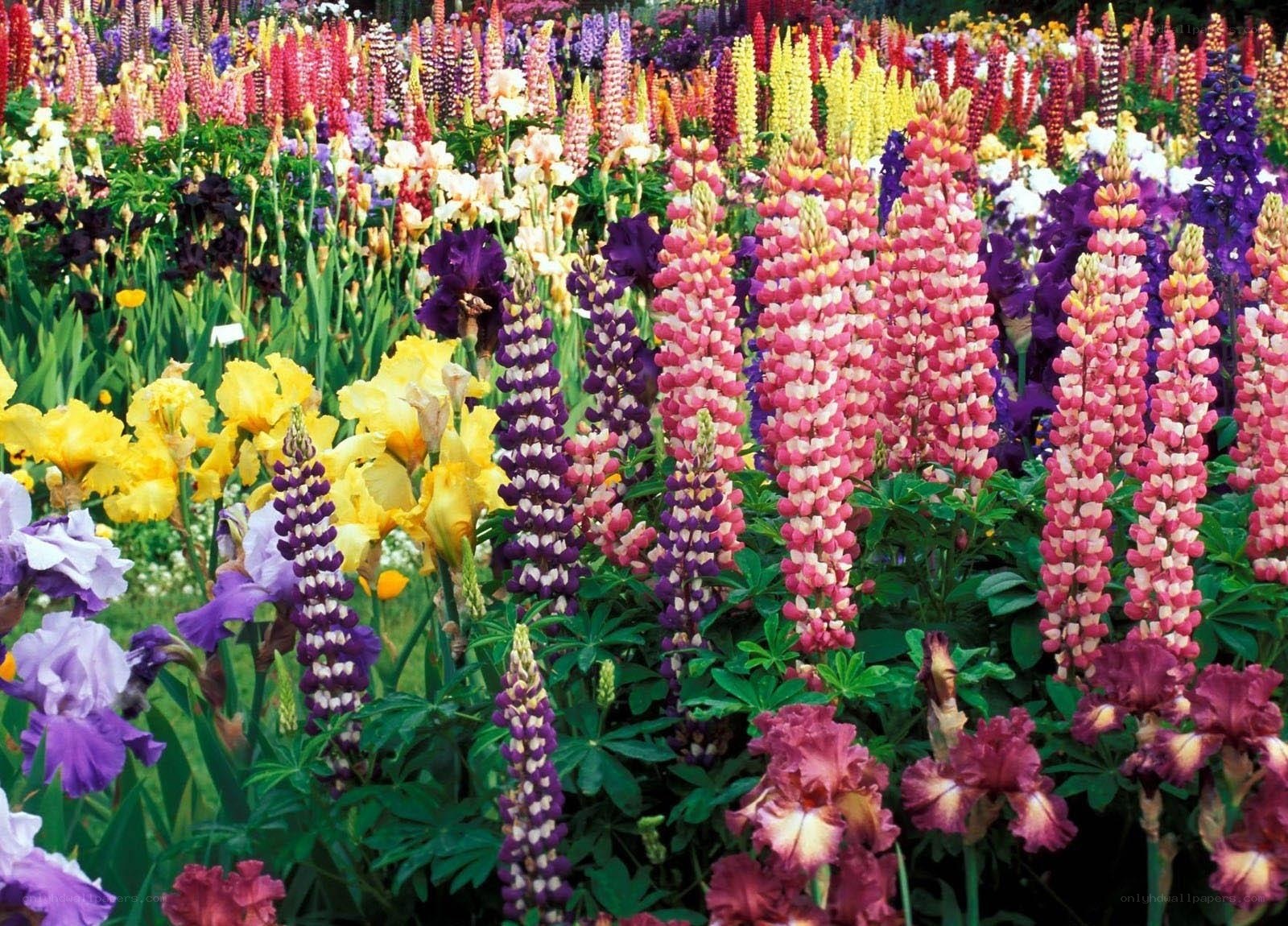 Colorful flower garden