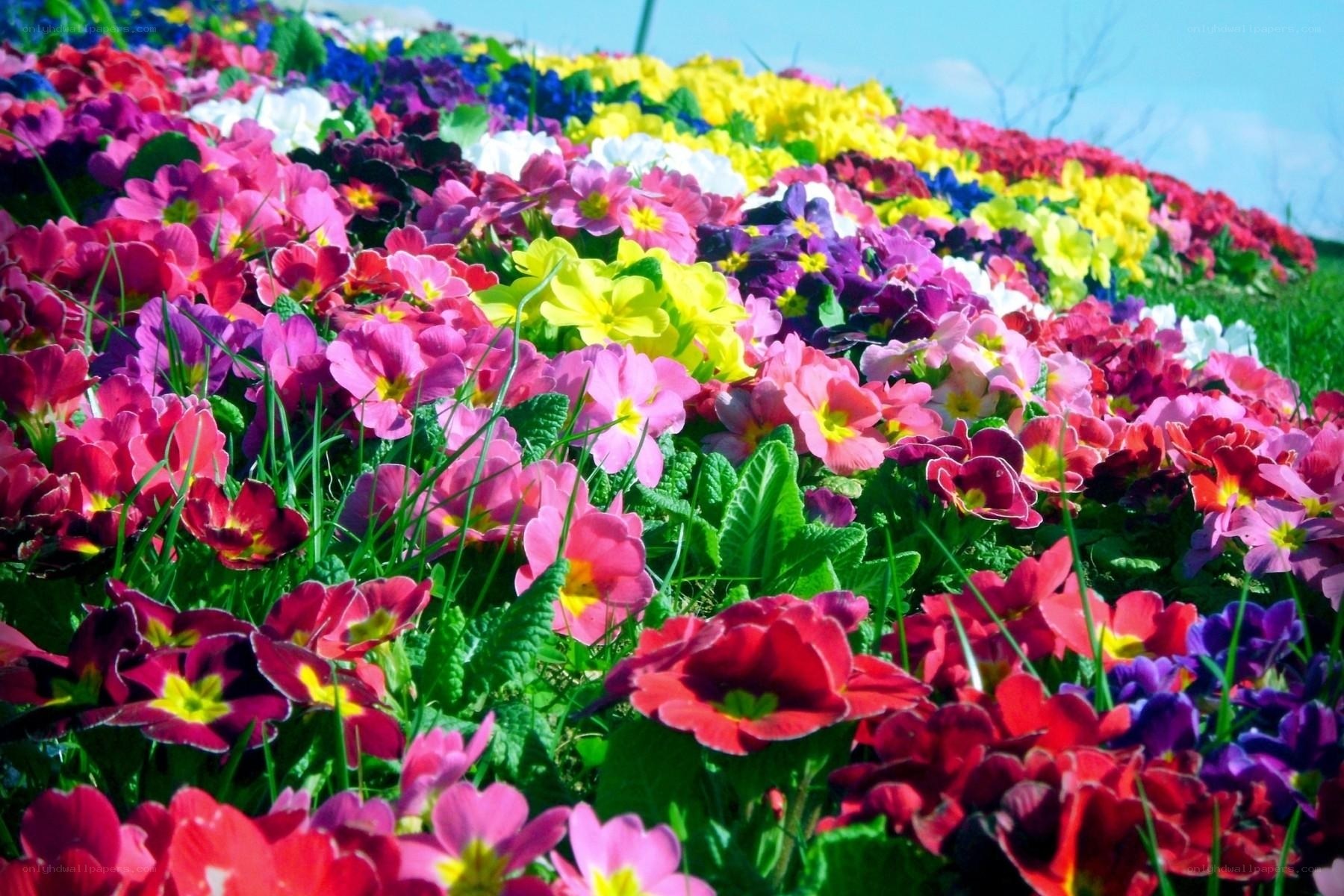 Colorful flower garden