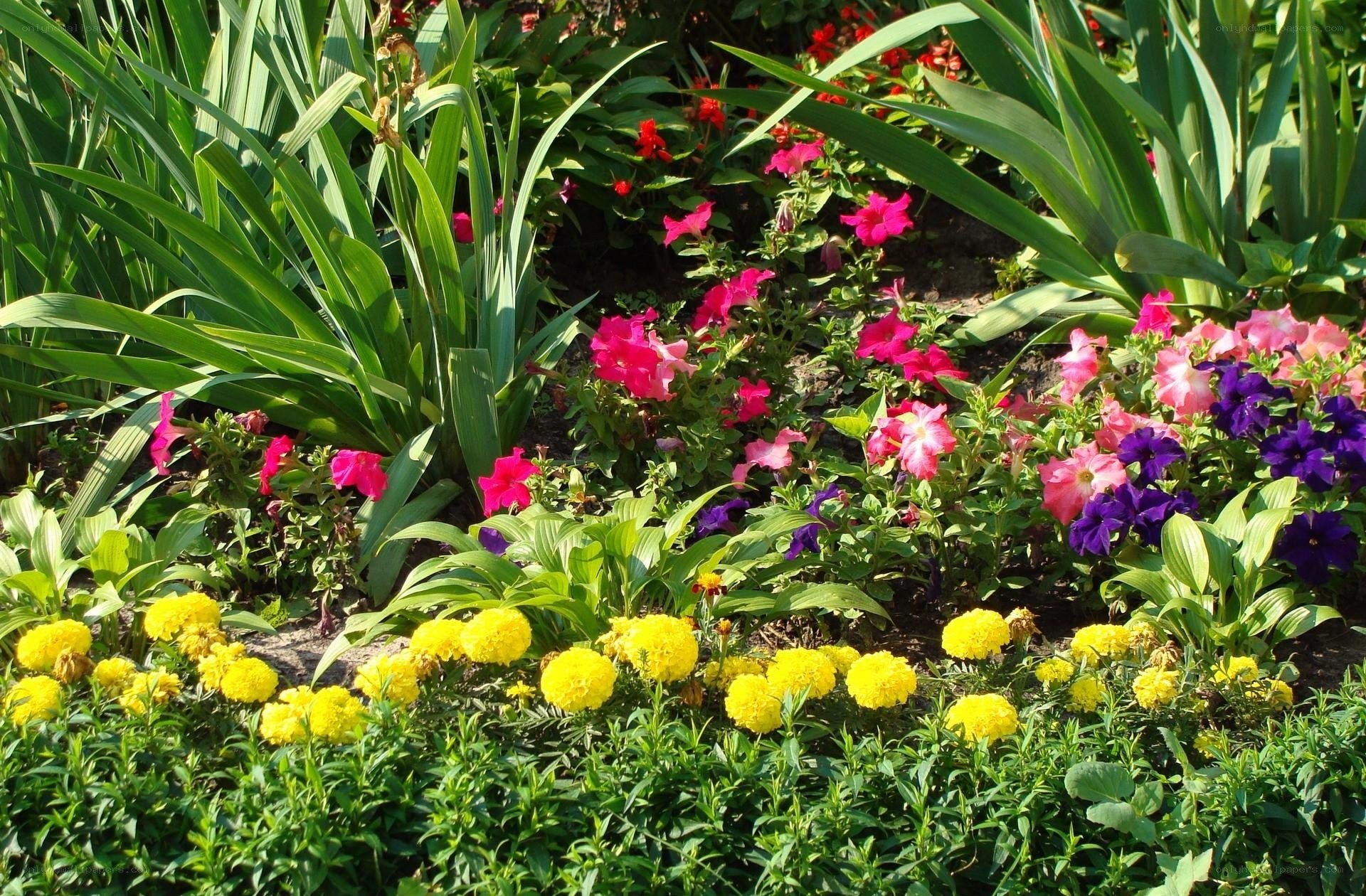 Colorful flower garden