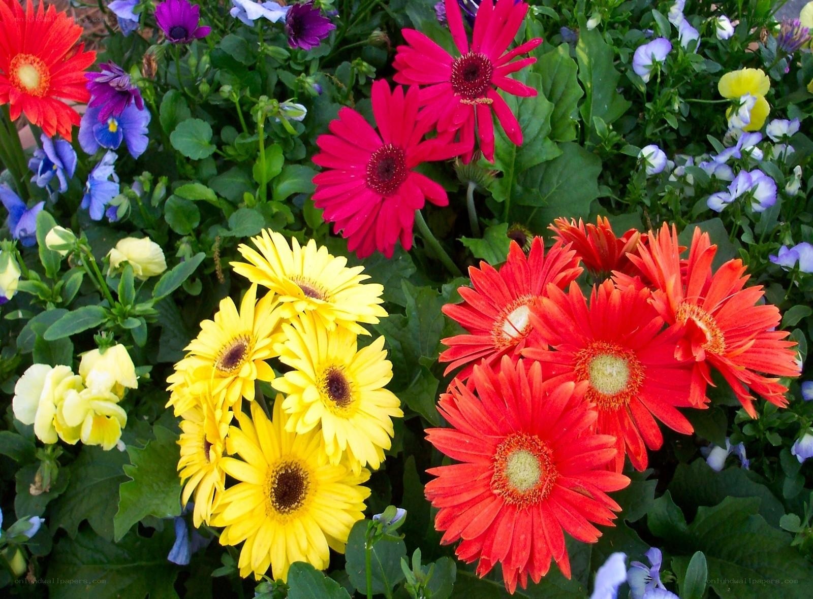 Colorful flower garden