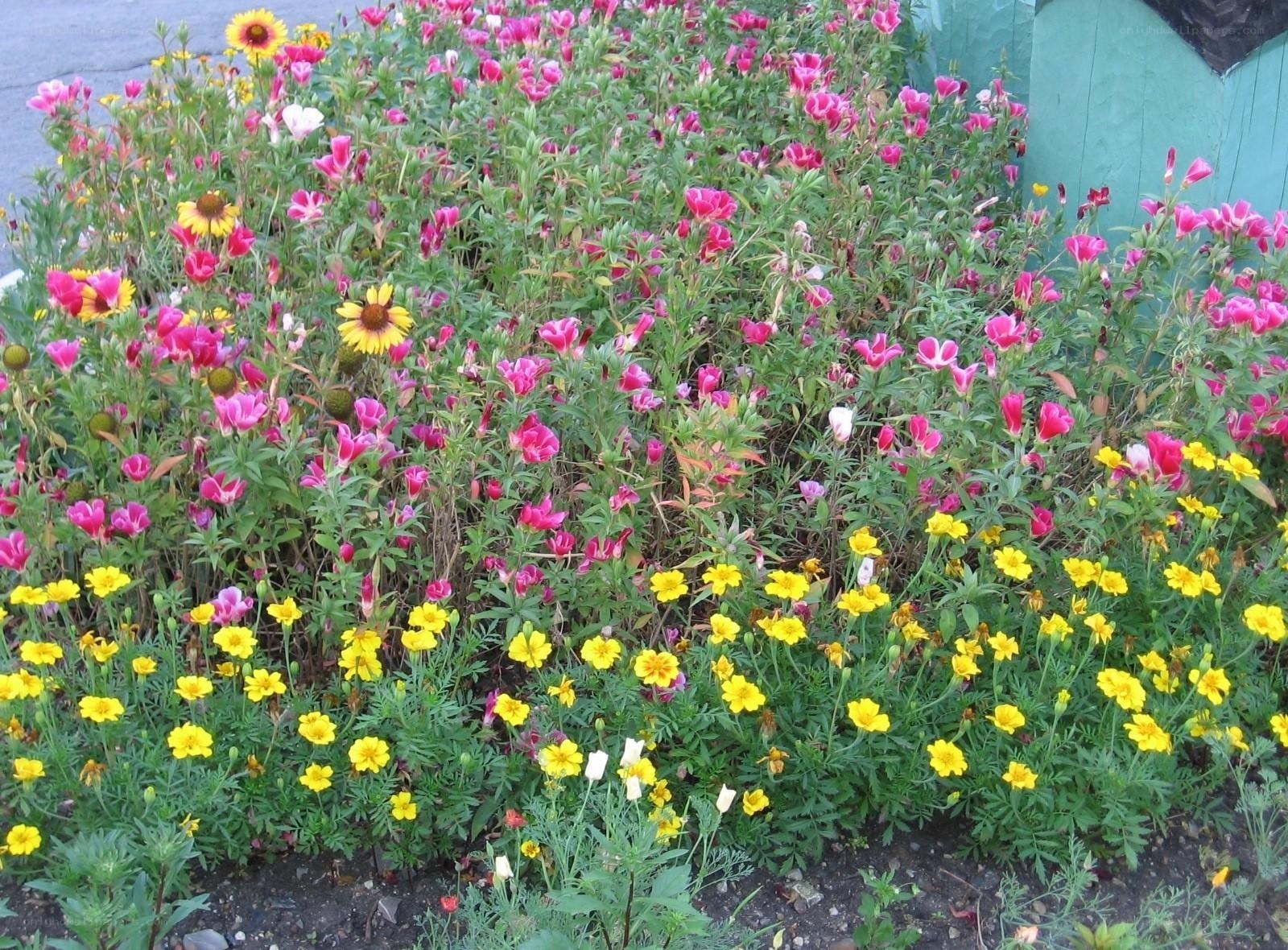 colorful flower garden