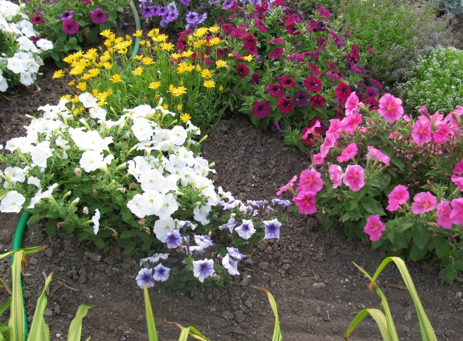 colorful flower garden