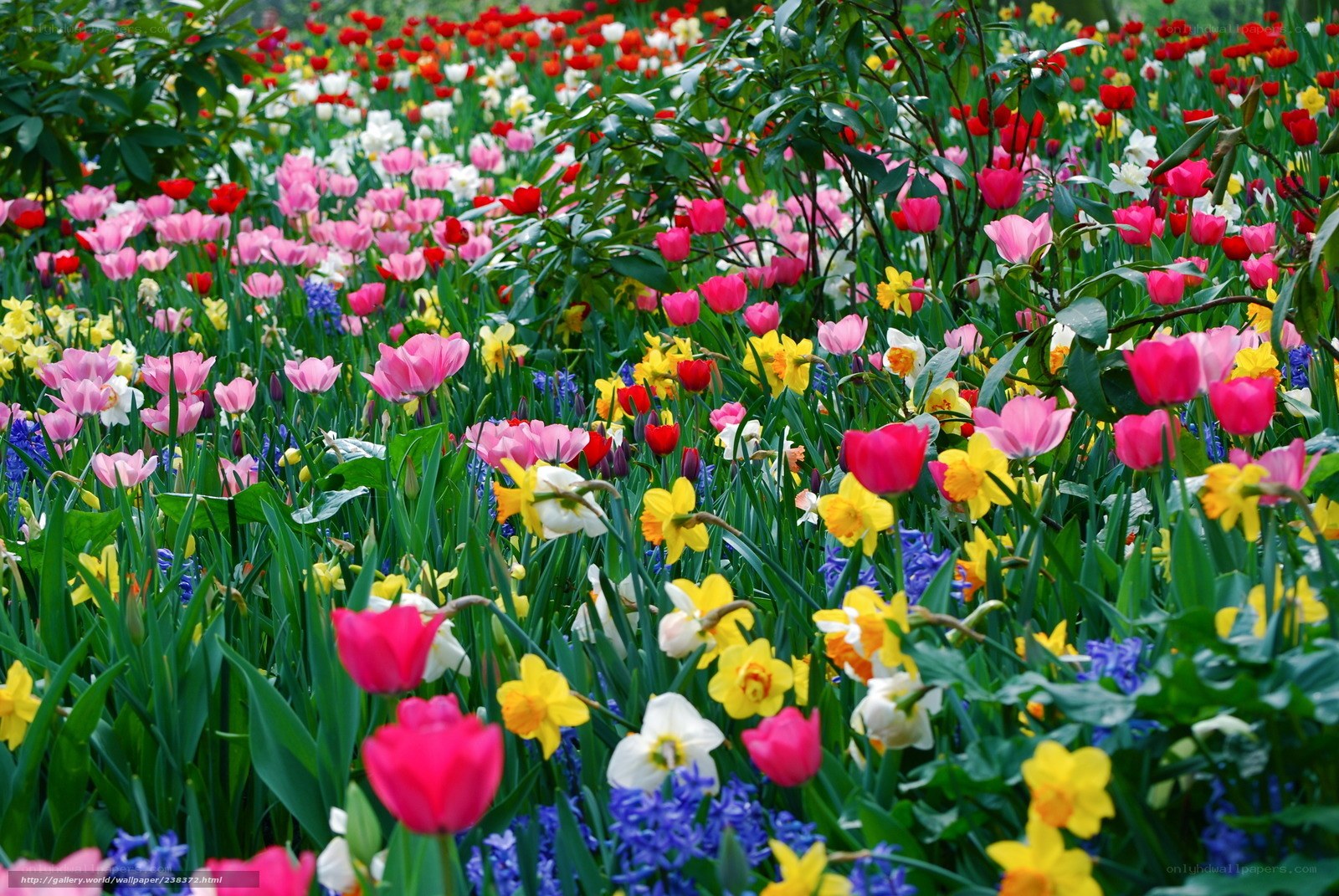 colorful flower garden