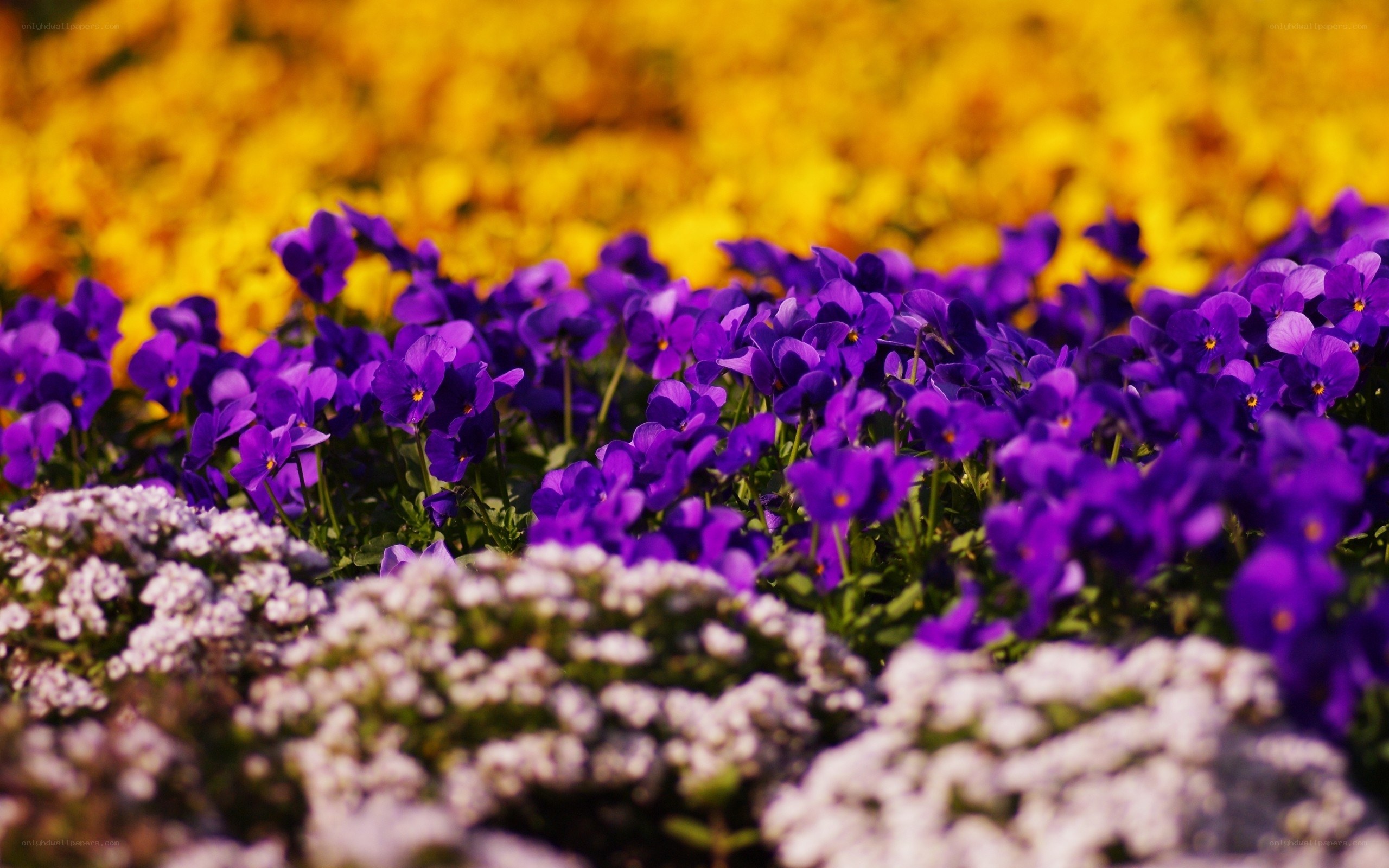 Colorful flower garden