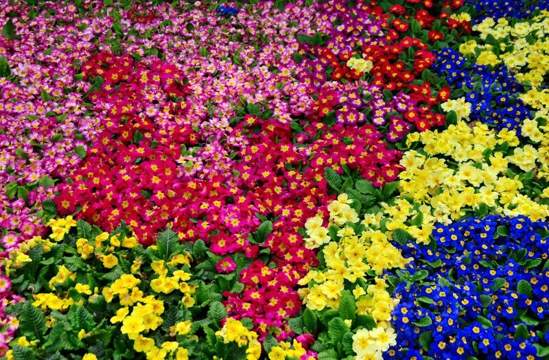Colorful flower garden