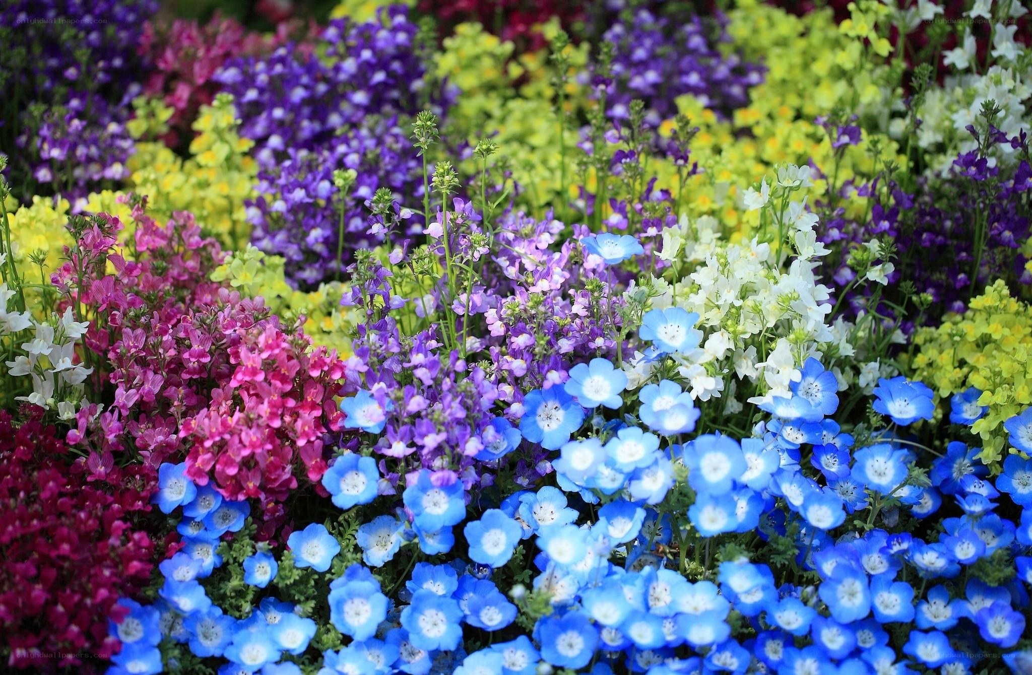Colorful flower garden