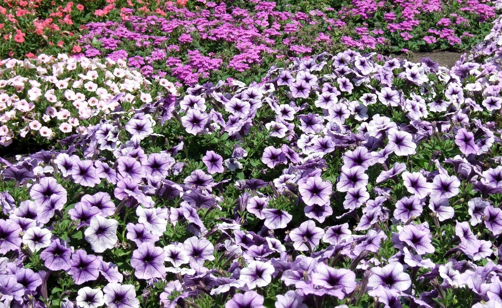 Colorful flower garden