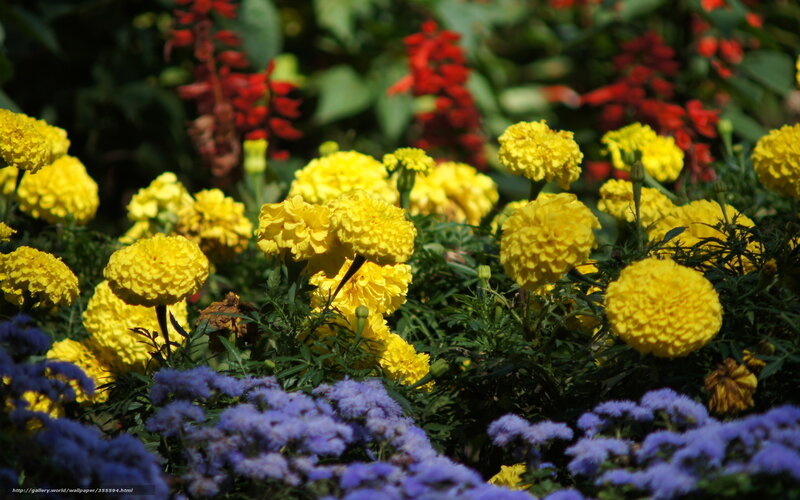 Colorful flower garden
