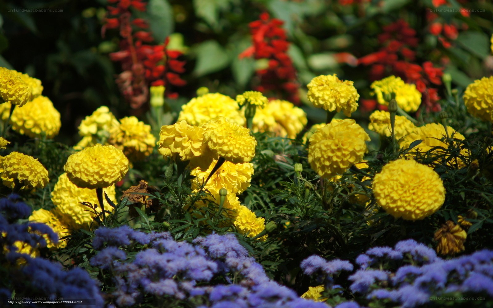 Colorful flower garden