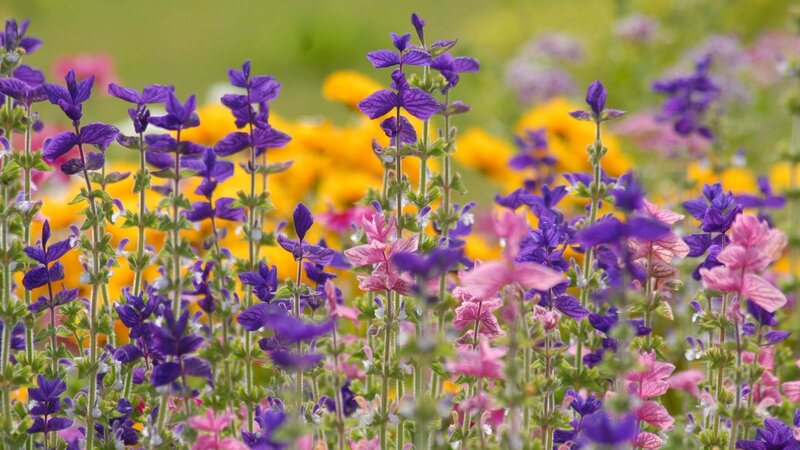Colorful flower garden