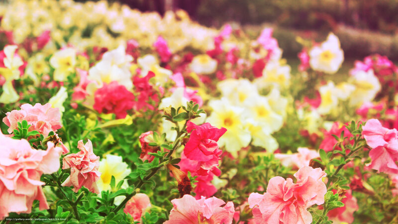Colorful flower garden