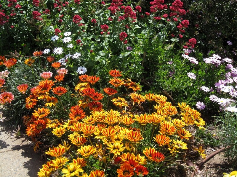 Colorful flower garden