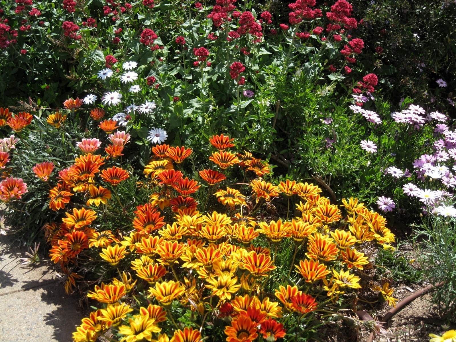 Colorful flower garden