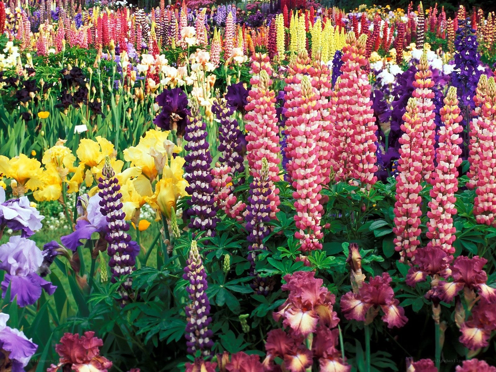 Colorful flower garden