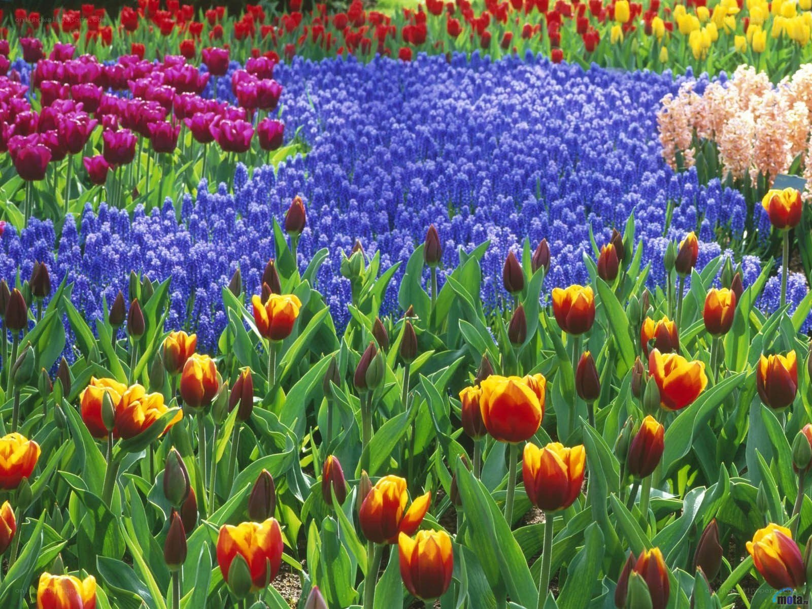 Colorful flower garden