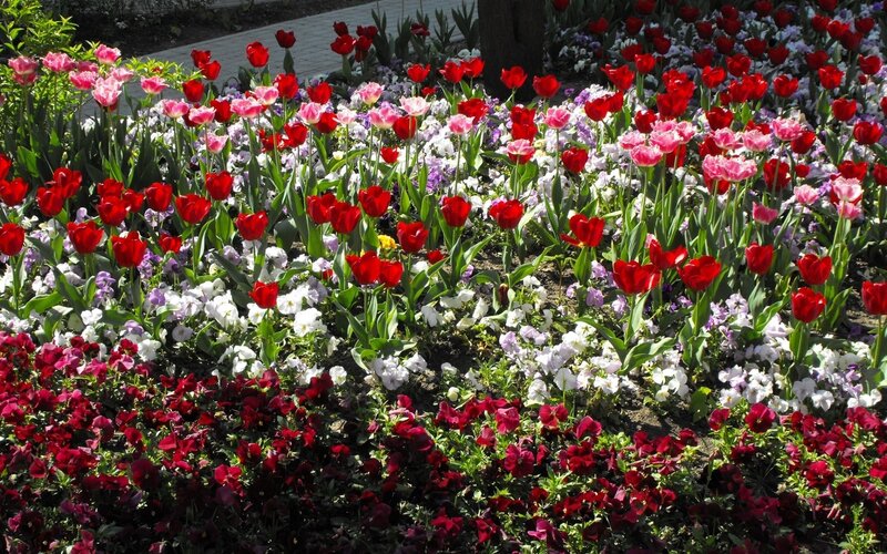 Colorful flower garden