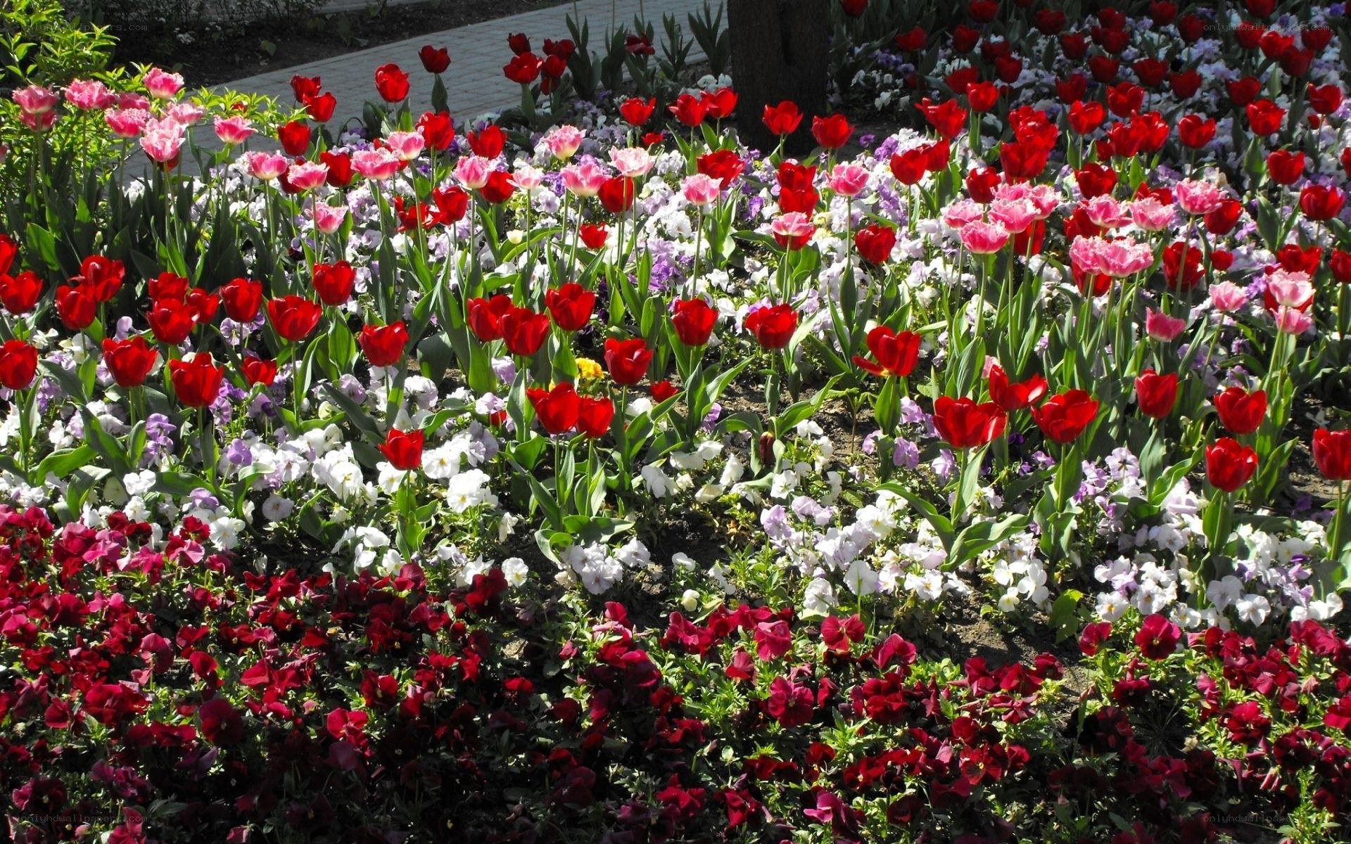 Colorful flower garden