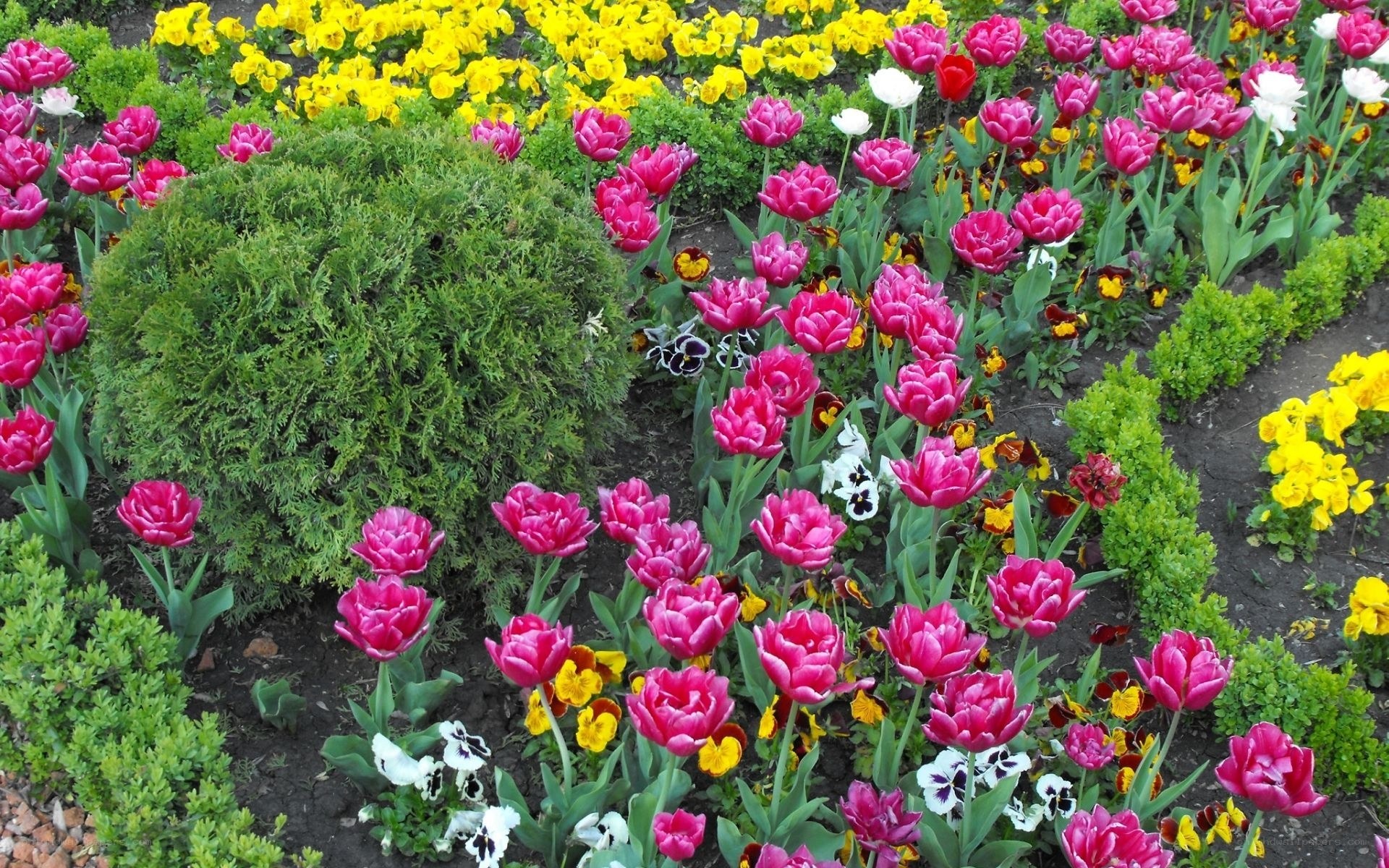 Colorful flower garden