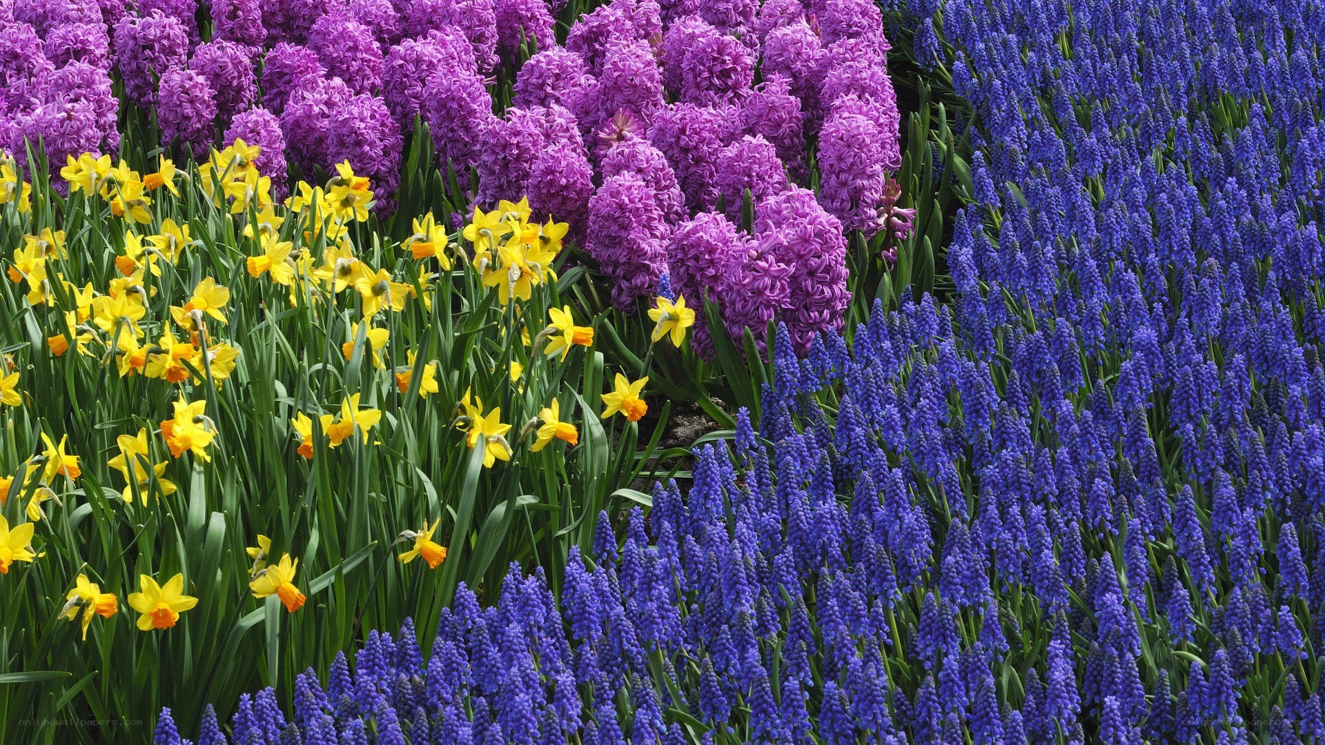 Colorful flower garden