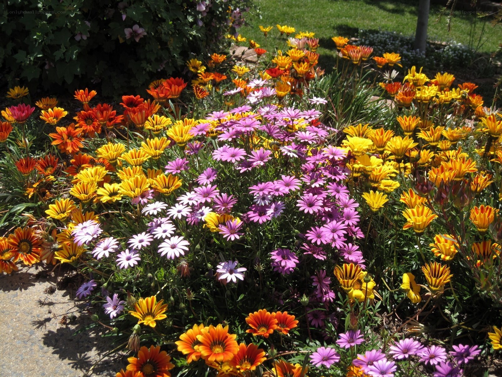 Colorful flower garden