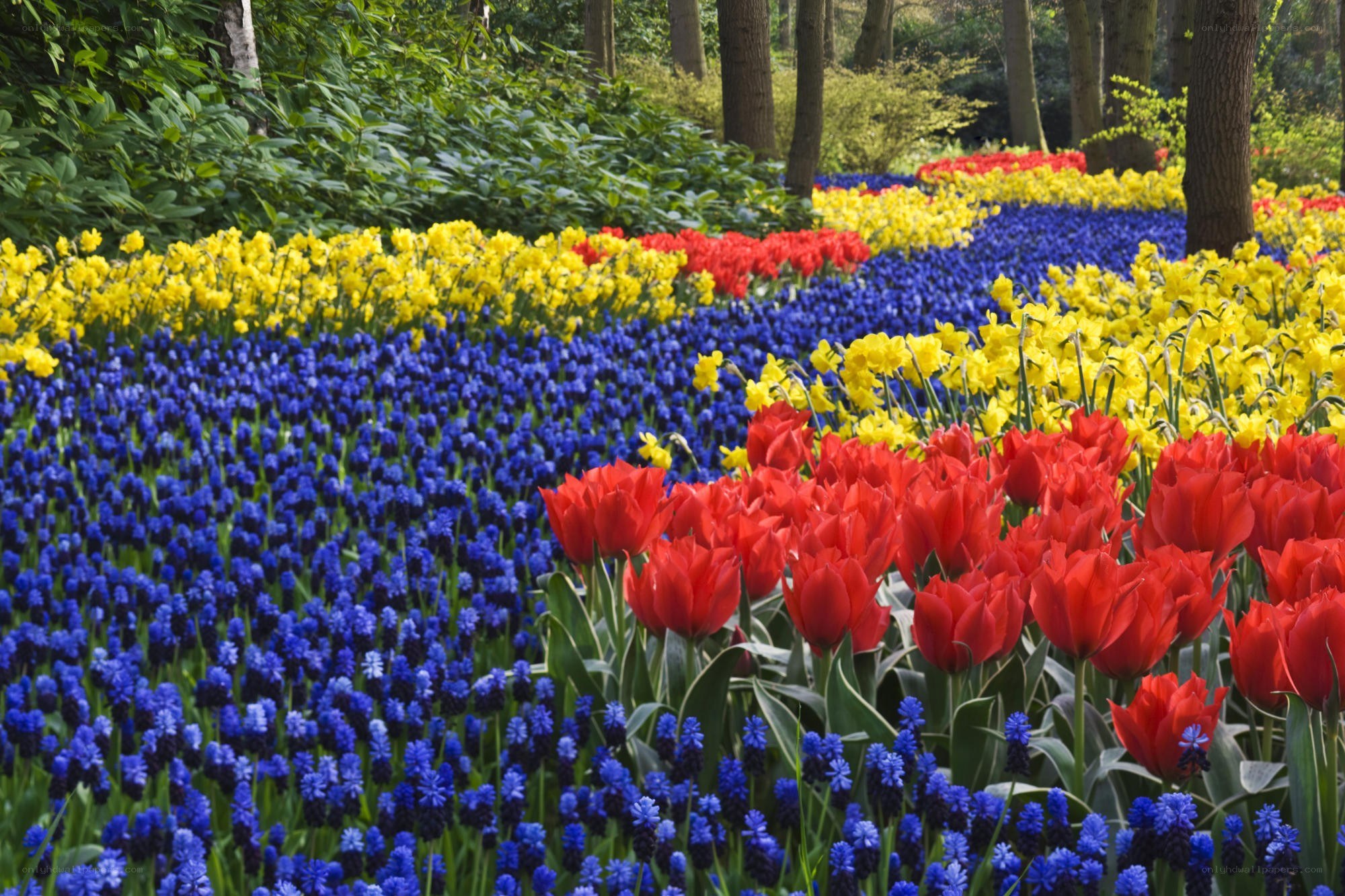 Colorful flower garden