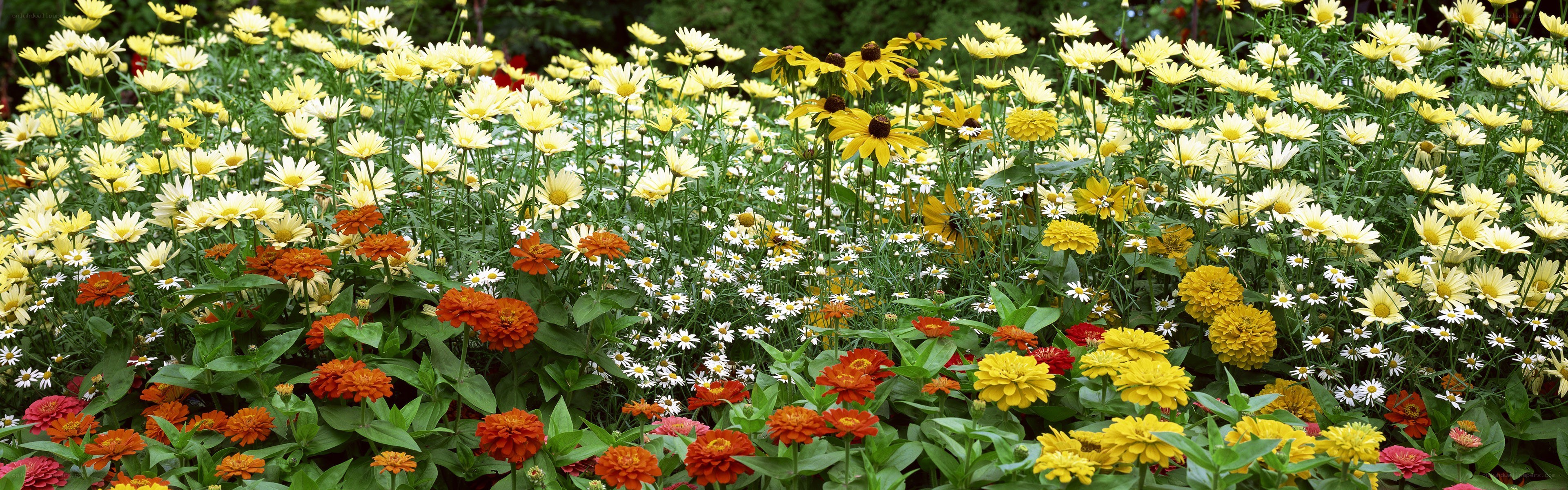 Colorful flower garden