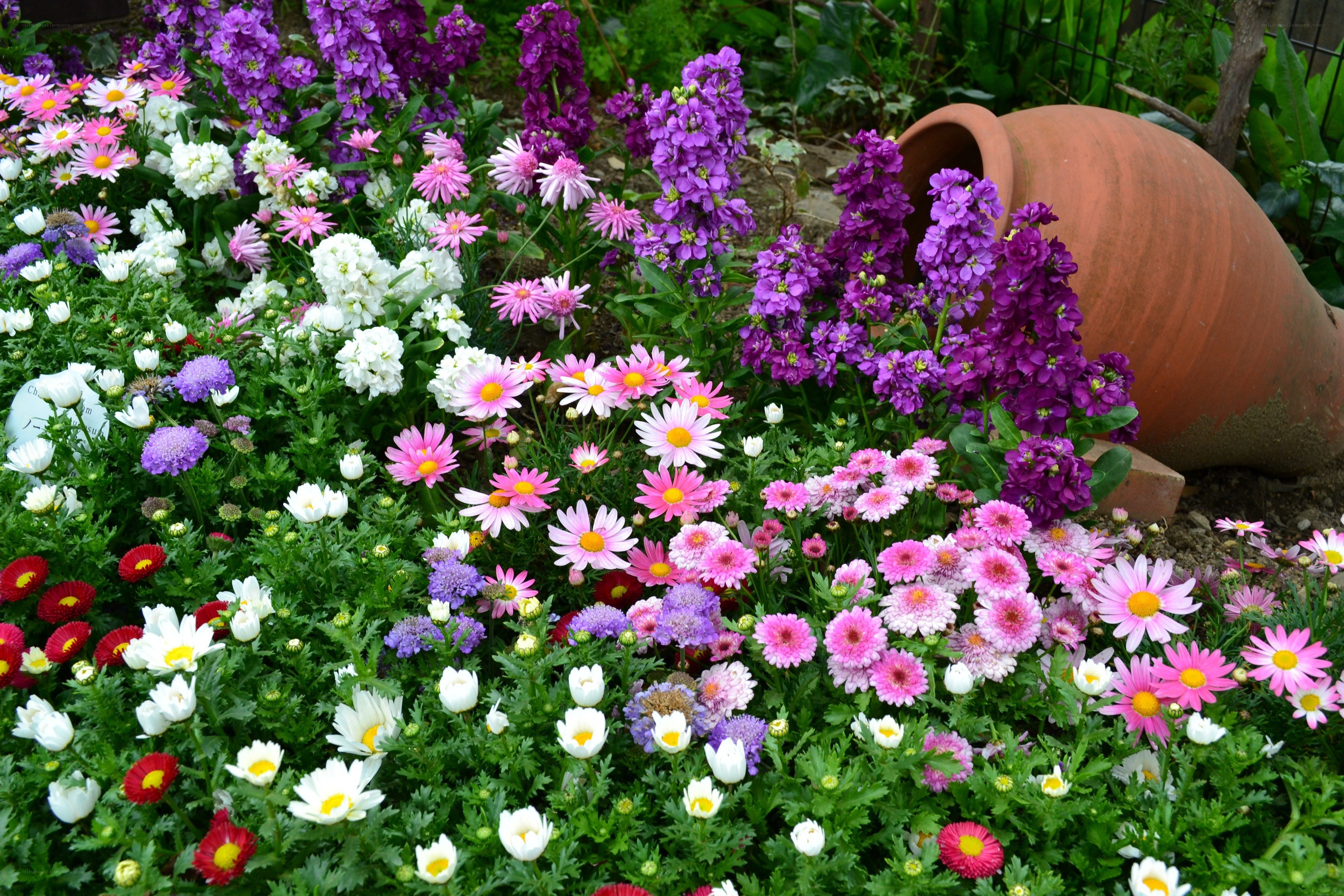 Colorful flower garden