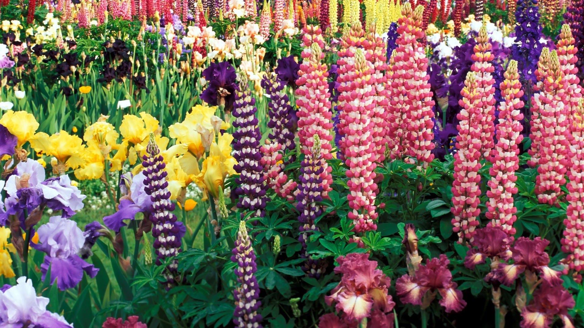 Colorful flower garden