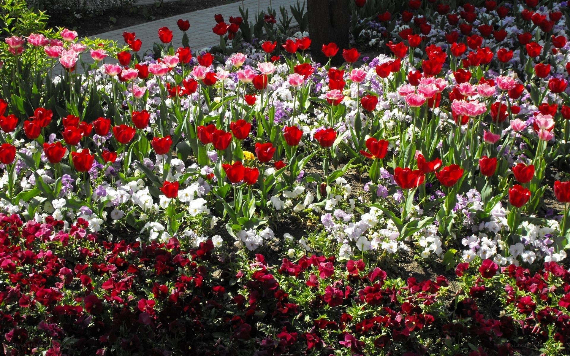 Colorful flower garden