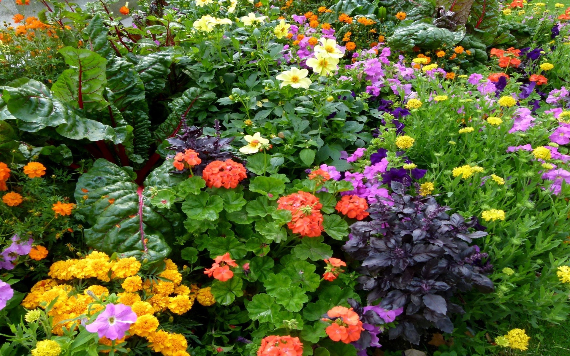 colorful flower garden