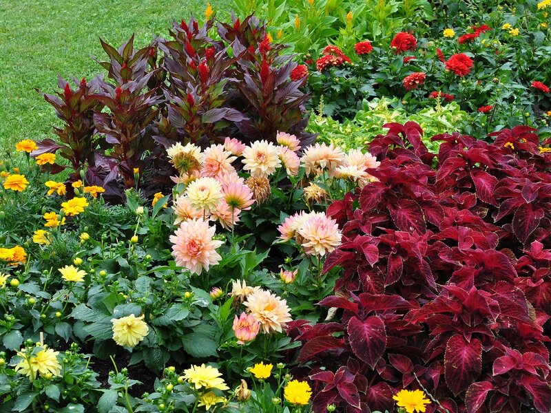 colorful flower garden