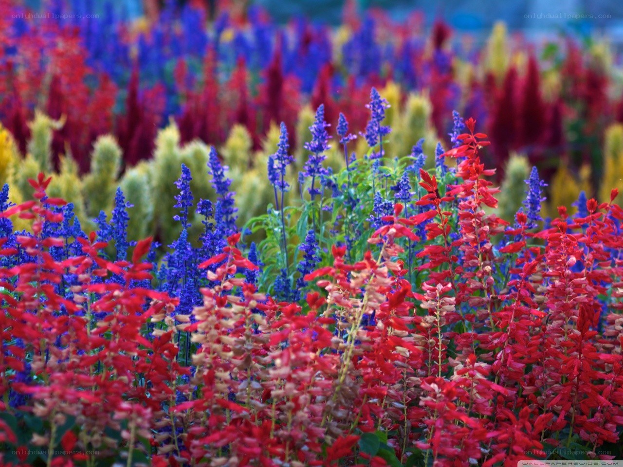 Colorful flower garden