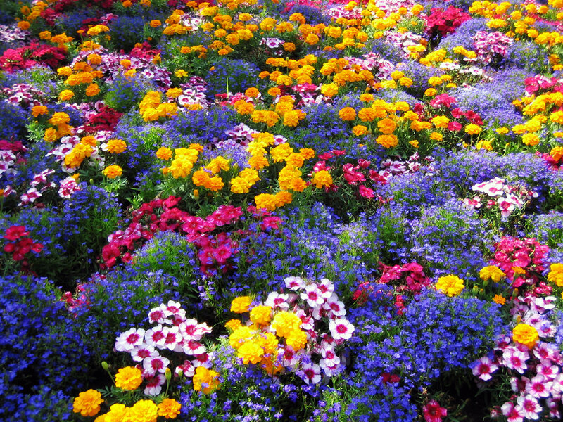 Colorful flower garden