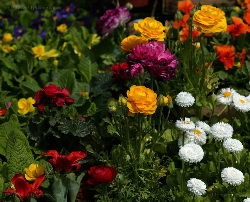 Colorful flower garden