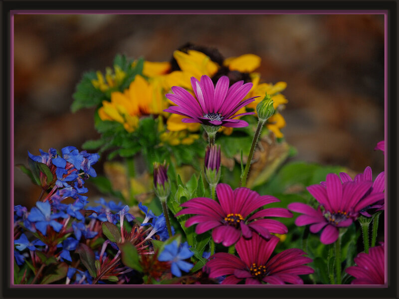 Colorful flower garden
