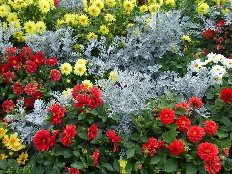Colorful flower garden