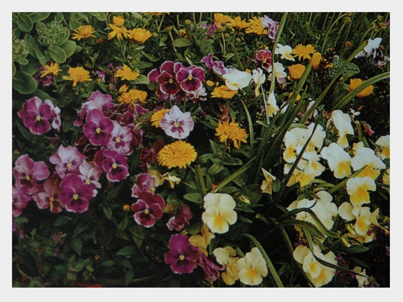 Colorful flower garden
