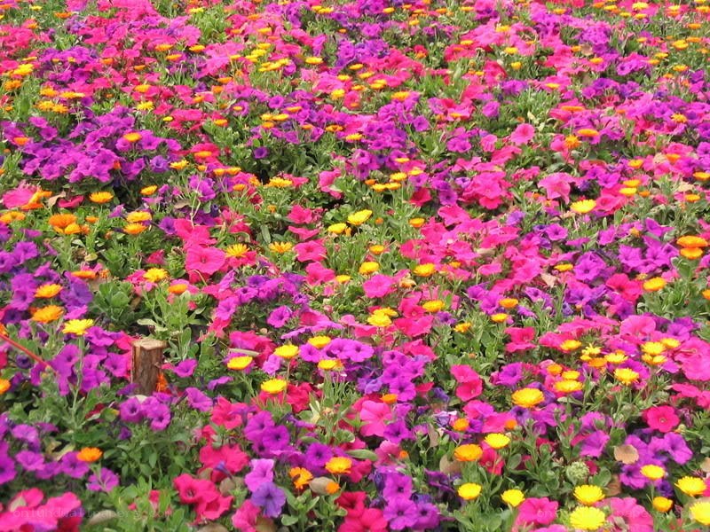 Colorful flower garden
