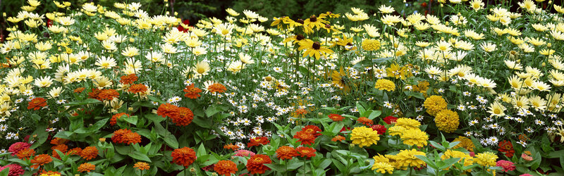 Colorful flower garden