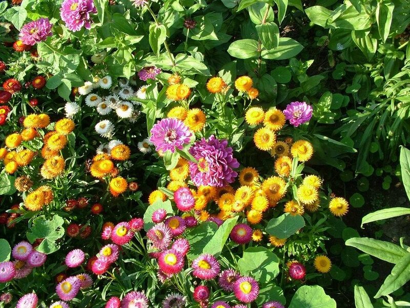 Colorful flower garden