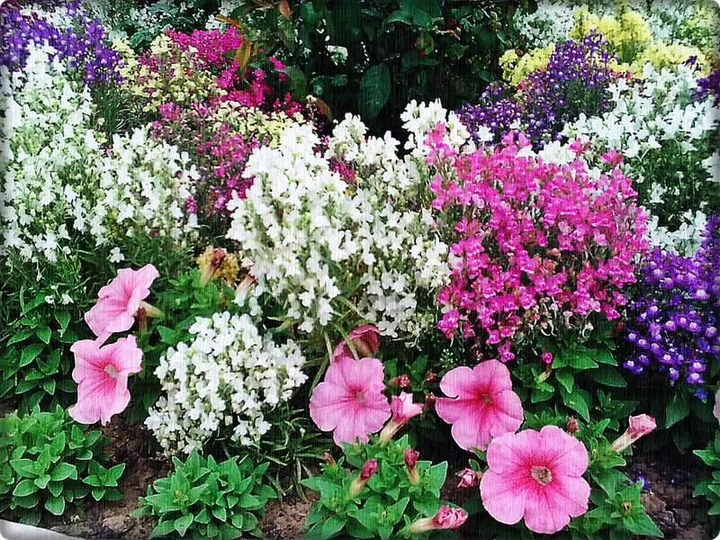 colorful flower garden