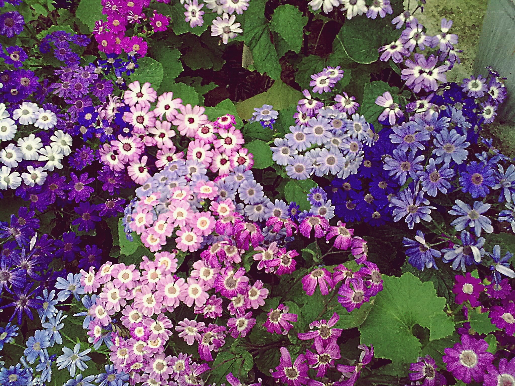 Colorful flower garden