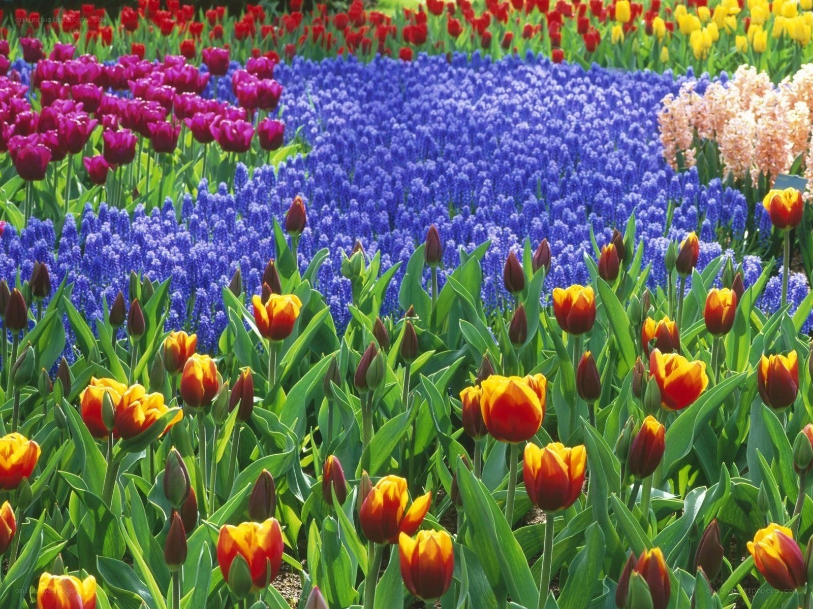 Colorful flower garden