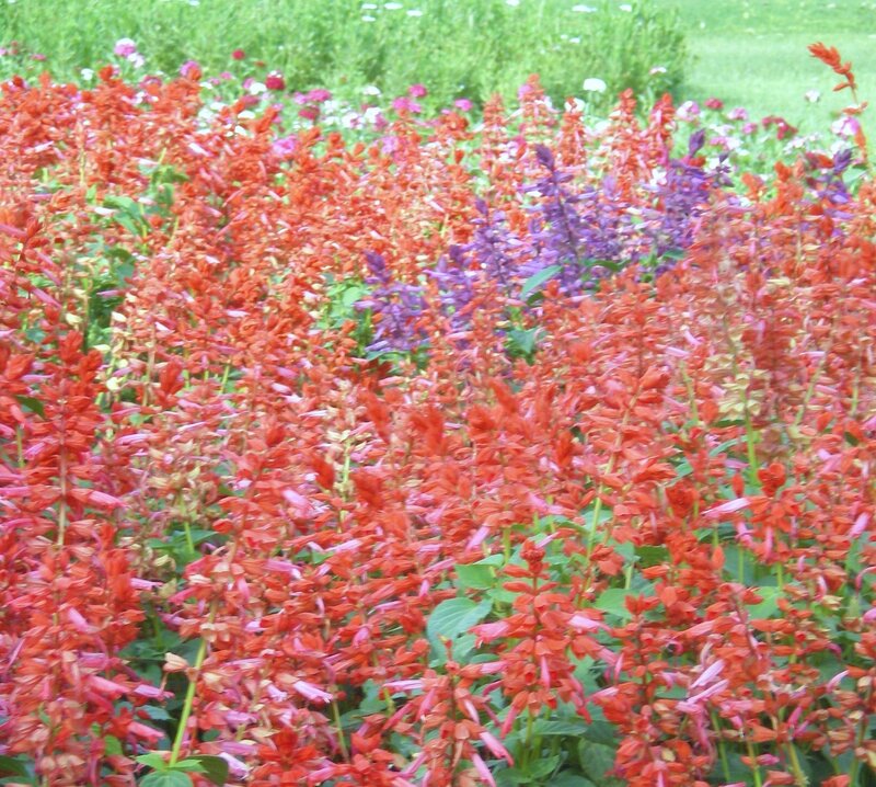 Colorful flower garden