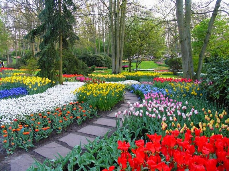 colorful flower garden