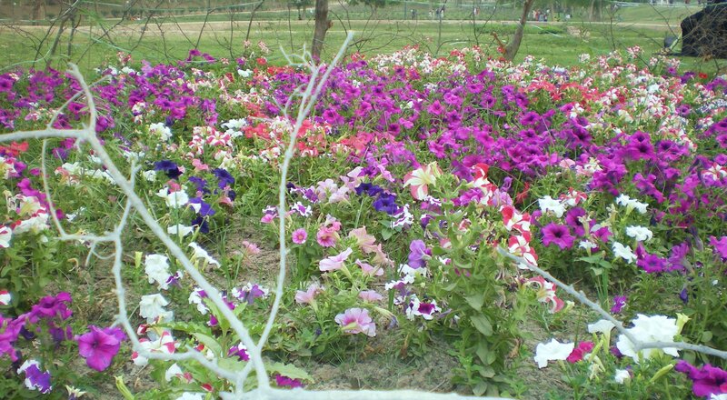 colorful flower garden