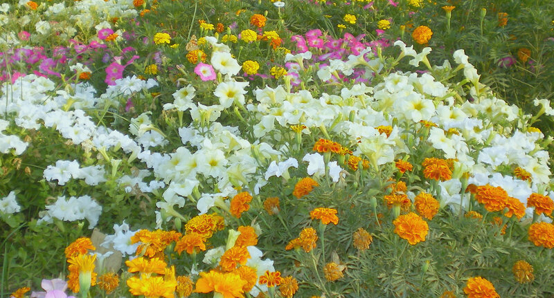 Colorful flower garden