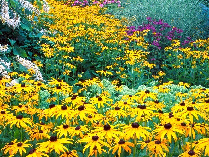 Colorful flower garden