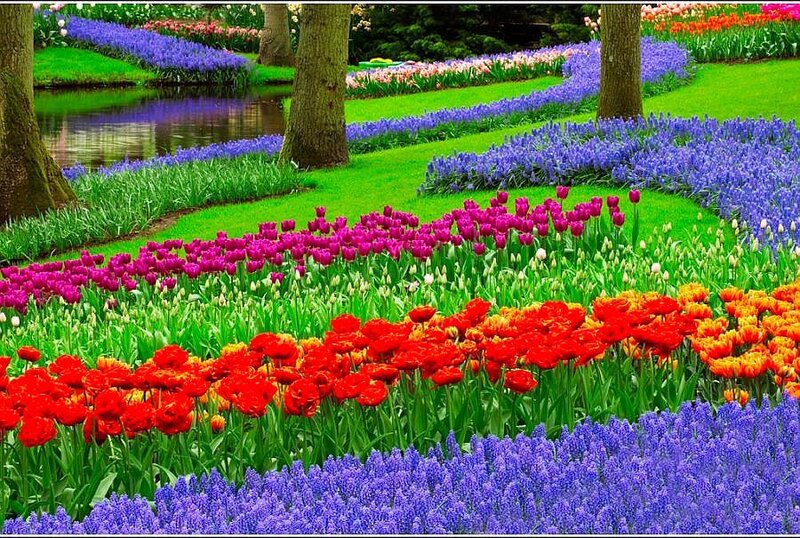 Colorful flower garden
